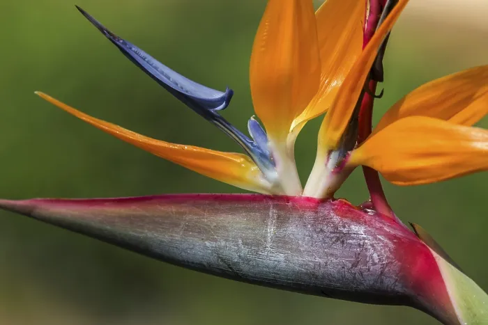 Gerahmter Druck : Blume der Strelitzia (Strelitzia) Gerahmter Druck : Blume der Strelitzia (Strelitzia)