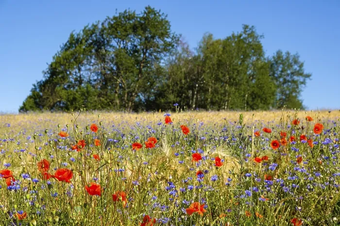 Gerahmter Druck : Blumenstreifen in der Maisfelder. Gerahmter Druck : Blumenstreifen in der Maisfelder.