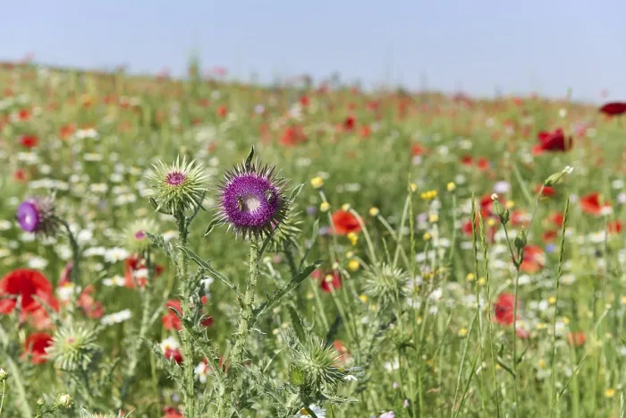 Gerahmter Druck : Blumenstreifen an der Feldkante Gerahmter Druck : Blumenstreifen an der Feldkante