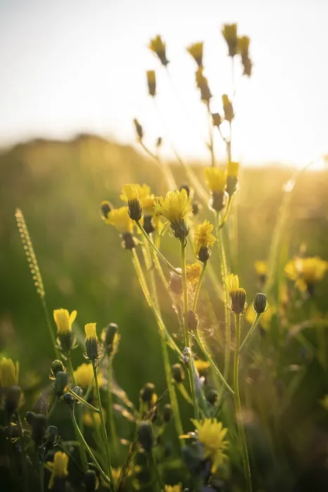 Gerahmter Druck : Blume im Sonnenlicht, Schwarzwald. Gerahmter Druck : Blume im Sonnenlicht, Schwarzwald.