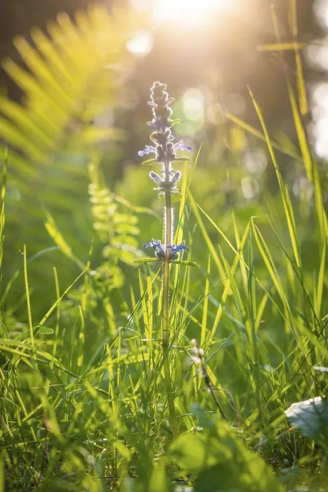 Gerahmter Druck : Blume im Sonnenlicht, Schwarzwald. Gerahmter Druck : Blume im Sonnenlicht, Schwarzwald.