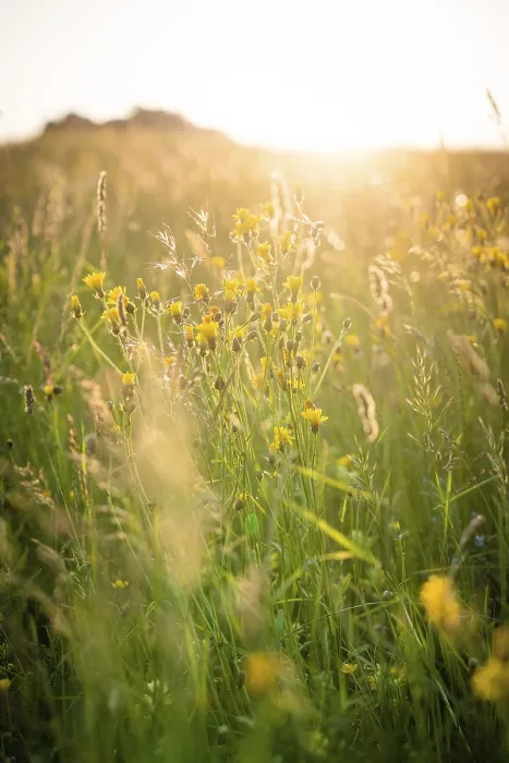 Gerahmter Druck : Blume im Sonnenlicht, Schwarzwald. Gerahmter Druck : Blume im Sonnenlicht, Schwarzwald.