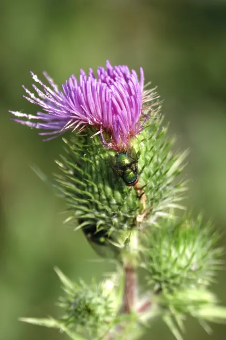 Gerahmter Druck : Blume einer Distel, Sommer, Deutschland. Gerahmter Druck : Blume einer Distel, Sommer, Deutschland.