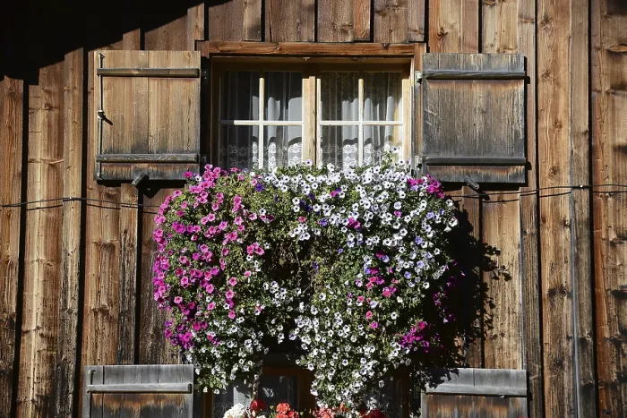 Gerahmter Druck : Blumenfenster in den Alpen. Gerahmter Druck : Blumenfenster in den Alpen.