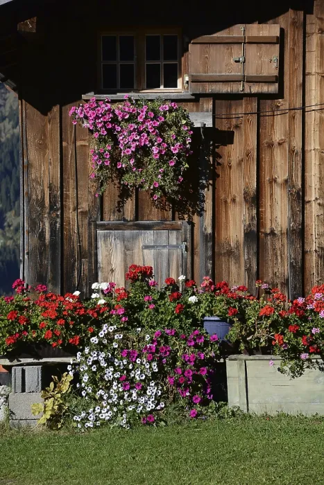 Gerahmter Druck : Blumenfenster in den Alpen. Gerahmter Druck : Blumenfenster in den Alpen.