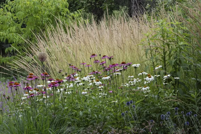 Gerahmter Druck : Blumenbeet mit Echinacea (Echinacea). Gerahmter Druck : Blumenbeet mit Echinacea (Echinacea).