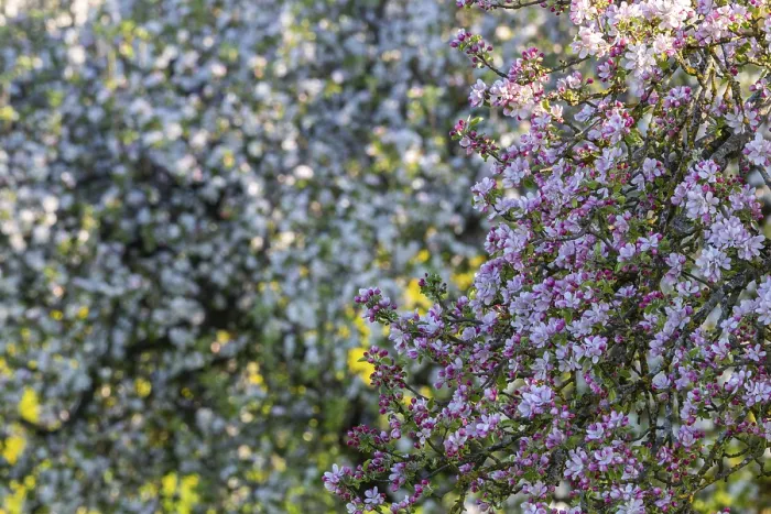Gerahmter Druck : Blühender Apfelbaum (Malus) und Birnbaum (Pyrus). Gerahmter Druck : Blühender Apfelbaum (Malus) und Birnbaum (Pyrus).