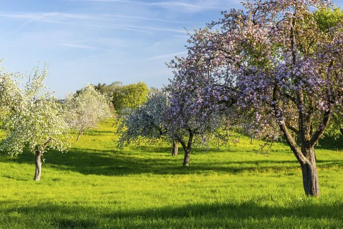 Gerahmter Druck : Blühender Apfelbaum (Malus) und Birnbaum (Pyrus). Gerahmter Druck : Blühender Apfelbaum (Malus) und Birnbaum (Pyrus).