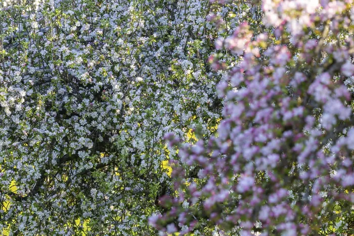 Gerahmter Druck : Blühende Apfelbaum (Malus) und Birnbaum (Pyrus), Pflaumenfrüchtlerfamilie (Pyrinae), Wiesengarten, Frühling, Pfrungen, Baden-Württemberg Gerahmter Druck : Blühende Apfelbaum (Malus) und Birnbaum (Pyrus), Pflaumenfrüchtlerfamilie (Pyrinae), Wiesengarten, Frühling, Pfrungen, Baden-Württemberg