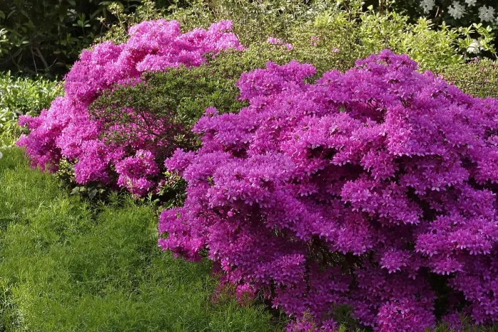 Gerahmter Druck : Blühende Azalee, Frühling, Deutschland. Gerahmter Druck : Blühende Azalee, Frühling, Deutschland.