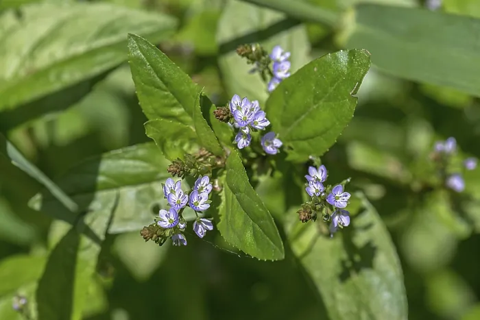 Gerahmter Druck : Blüten-Bay-Drossel (Veronica beccabunga)