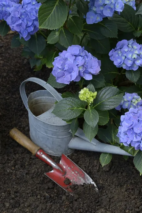 Gerahmter Druck : Blühende blaue Hydrangea (Hydrangea macrophylla) mit Gartenwerkzeugen. Gerahmter Druck : Blühende blaue Hydrangea (Hydrangea macrophylla) mit Gartenwerkzeugen.