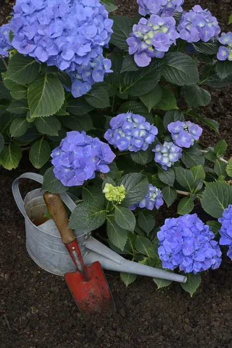 Gerahmter Druck : Blühende blaue Hydrangea (Hydrangea macrophylla) mit Gartenwerkzeugen. Gerahmter Druck : Blühende blaue Hydrangea (Hydrangea macrophylla) mit Gartenwerkzeugen.