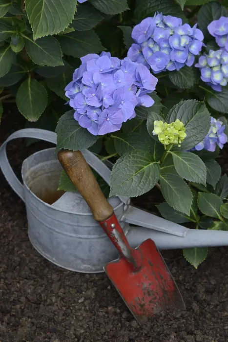 Gerahmter Druck : Blühende blaue Hydrangea (Hydrangea macrophylla) mit Gartenwerkzeugen. Gerahmter Druck : Blühende blaue Hydrangea (Hydrangea macrophylla) mit Gartenwerkzeugen.