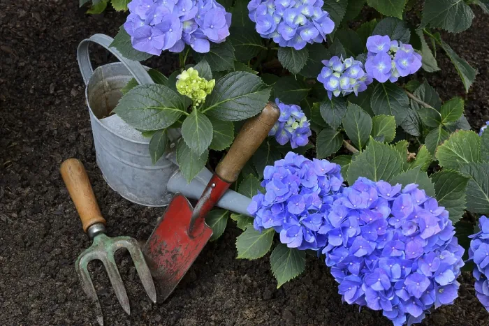 Gerahmter Druck : Blühende blaue Hydrangea (Hydrangea macrophylla) mit Gartenwerkzeugen. Gerahmter Druck : Blühende blaue Hydrangea (Hydrangea macrophylla) mit Gartenwerkzeugen.