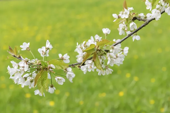 Gerahmter Druck : Blühender Kirschbaum (Prunus) Gerahmter Druck : Blühender Kirschbaum (Prunus)