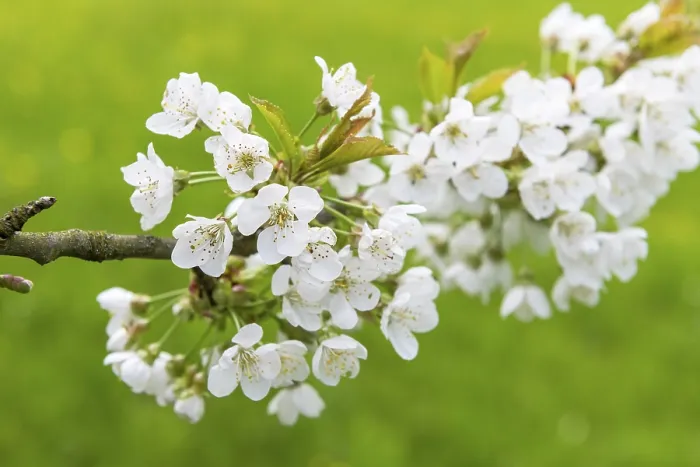 Gerahmter Druck : Blühende Kirsche (Prunus) in Baden-Württemberg, Deutschland Gerahmter Druck : Blühende Kirsche (Prunus) in Baden-Württemberg, Deutschland