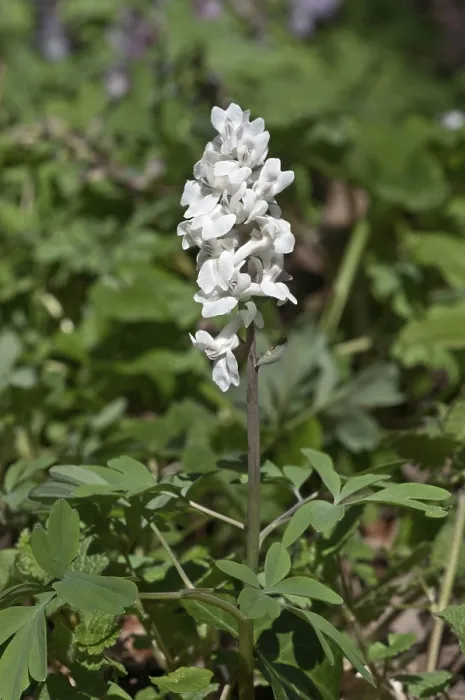 Gerahmter Druck : Blühende Corydalis (Corydalis cava) Gerahmter Druck : Blühende Corydalis (Corydalis cava)
