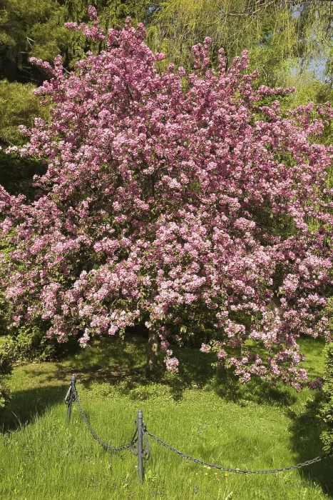 Gerahmter Druck : Blühender Apfelstrauch im Frühling, Quebec, Kanada Gerahmter Druck : Blühender Apfelstrauch im Frühling, Quebec, Kanada