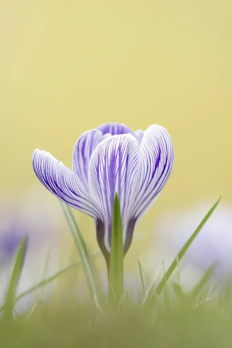 Gerahmter Druck : Krokus (Crocus spec.) in der Frühling. Gerahmter Druck : Krokus (Crocus spec.) in der Frühling.