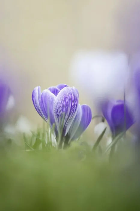 Gerahmter Druck : Krokus (Crocus spec.) in der Frühling. Gerahmter Druck : Krokus (Crocus spec.) in der Frühling.