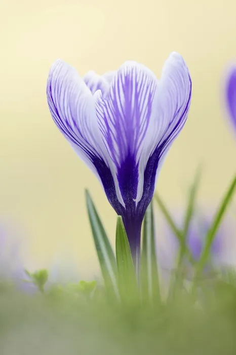 Gerahmter Druck : Krokus (Crocus spec.) in der Frühling. Gerahmter Druck : Krokus (Crocus spec.) in der Frühling.