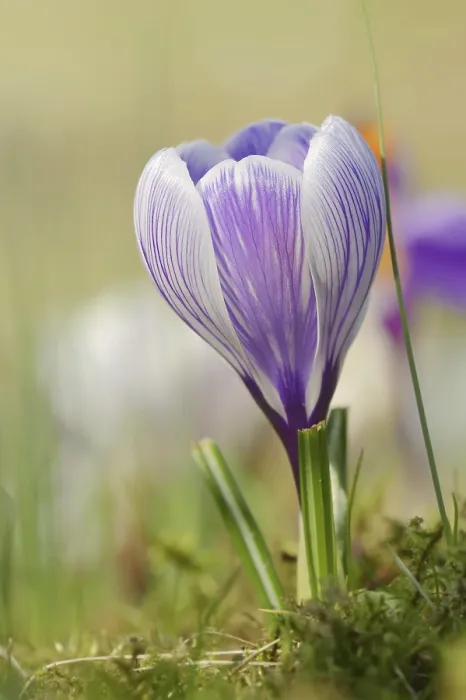 Gerahmter Druck : Blühender Knoblauchquellenschlange (Crocus spec.) im Frühling. Gerahmter Druck : Blühender Knoblauchquellenschlange (Crocus spec.) im Frühling.
