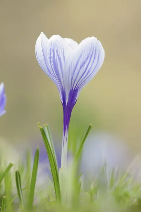 Gerahmter Druck : Krokus in Blüte (Crocus spec.) im Frühling. Gerahmter Druck : Krokus in Blüte (Crocus spec.) im Frühling.