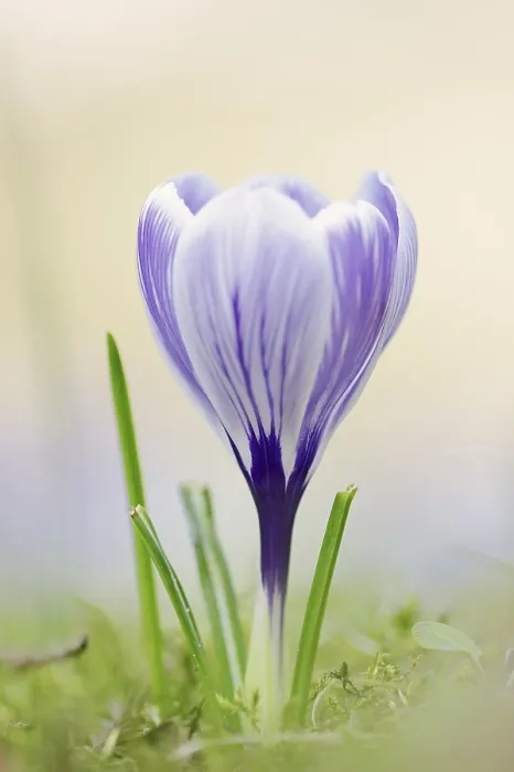 Gerahmter Druck : Krokus in Blüte (Crocus spec.) im Frühling. Gerahmter Druck : Krokus in Blüte (Crocus spec.) im Frühling.