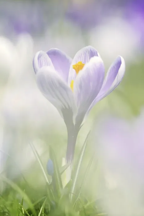 Gerahmter Druck : Krokus (Crocus spec.) im Frühling Gerahmter Druck : Krokus (Crocus spec.) im Frühling