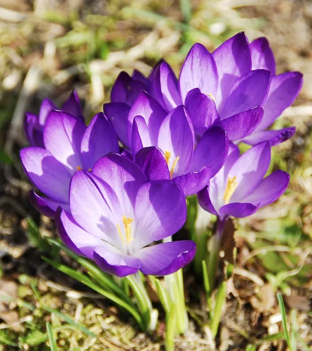 Gerahmter Druck : Blühende Krokusse im Frühling. Gerahmter Druck : Blühende Krokusse im Frühling.