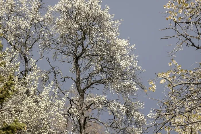 Gerahmter Druck : Blühender Fruchtbaum im Frühling. Gerahmter Druck : Blühender Fruchtbaum im Frühling.