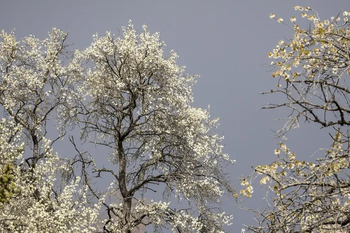 Gerahmter Druck : Blühender Fruchtbaum im Frühling. Gerahmter Druck : Blühender Fruchtbaum im Frühling.