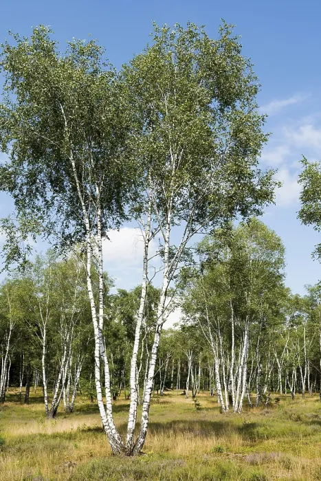Gerahmter Druck : Blühende Heide und Birkenbäume. Gerahmter Druck : Blühende Heide und Birkenbäume.