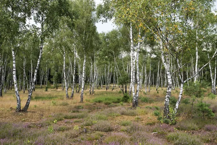 Gerahmter Druck : Blühende Heide und Birken. Gerahmter Druck : Blühende Heide und Birken.