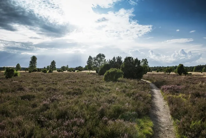 Gerahmter Druck : Blühende Heide und Wacholder, Wacholderheide. Gerahmter Druck : Blühende Heide und Wacholder, Wacholderheide.