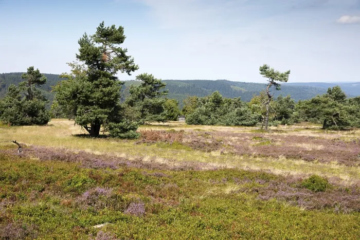 Gerahmter Druck : Blühende Heidelandschaft, Ettelsberg. Gerahmter Druck : Blühende Heidelandschaft, Ettelsberg.