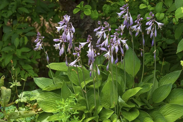 Gerahmter Druck : Blühende Hosta, Bayern, Deutschland Gerahmter Druck : Blühende Hosta, Bayern, Deutschland