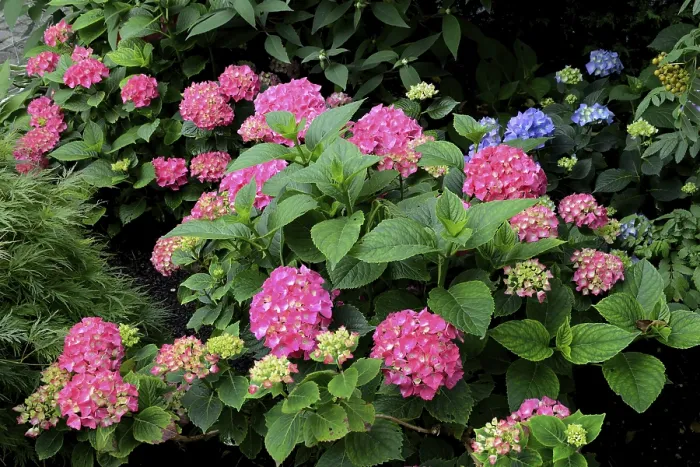 Gerahmter Druck : Blühender Hydrangea, rosa, Hydrangea macrophylla Gerahmter Druck : Blühender Hydrangea, rosa, Hydrangea macrophylla
