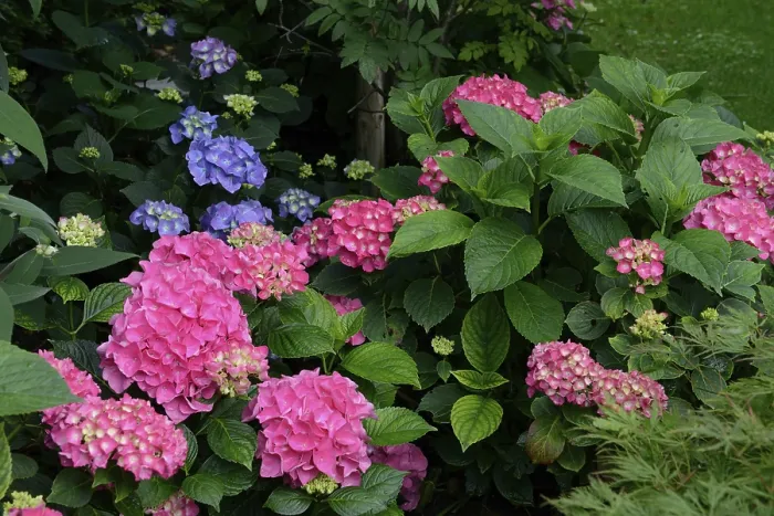 Gerahmter Druck : Blühende Hydrangea, rosa, Hydrangea macrophylla Gerahmter Druck : Blühende Hydrangea, rosa, Hydrangea macrophylla