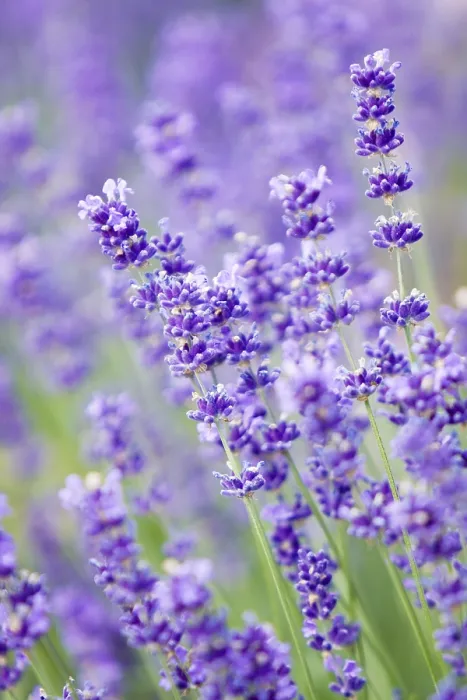 Gerahmter Druck : Blühende Lavendel Gerahmter Druck : Blühende Lavendel