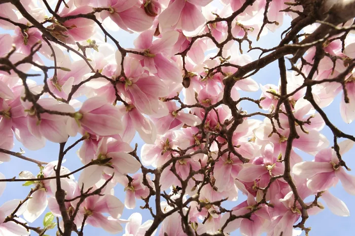 Gerahmter Druck : Blühende Magnolie Gerahmter Druck : Blühende Magnolie