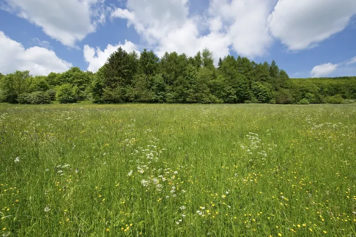 Gerahmter Druck : Blühende Wiese, Thüringen, Deutschland. Gerahmter Druck : Blühende Wiese, Thüringen, Deutschland.