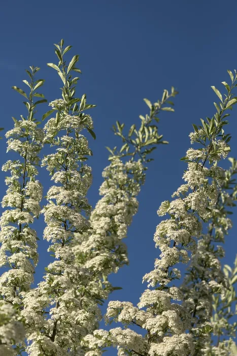 Gerahmter Druck : Blühende Wiesen-Schneeball (Spiraea) Gerahmter Druck : Blühende Wiesen-Schneeball (Spiraea)