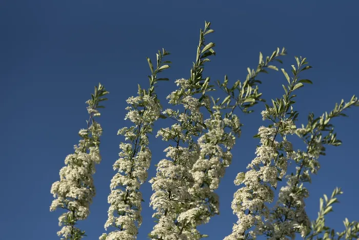 Gerahmter Druck : Blühende Meierblumen (Spiraea) unter blauem Himmel, Bayern, Deutschland Gerahmter Druck : Blühende Meierblumen (Spiraea) unter blauem Himmel, Bayern, Deutschland