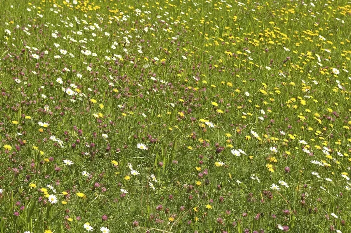 Gerahmter Druck : Blühende Bergwiesen im Frühling. Gerahmter Druck : Blühende Bergwiesen im Frühling.