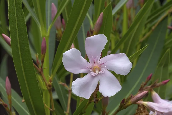 Gerahmter Druck : Blühender Oleander (Nerium oleander) Gerahmter Druck : Blühender Oleander (Nerium oleander)