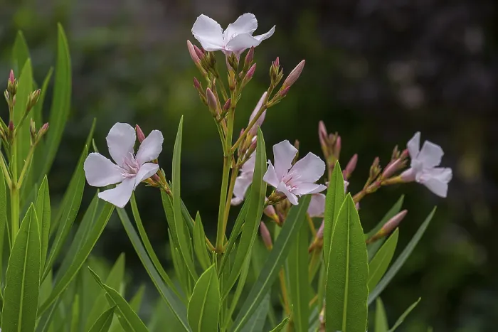 Gerahmter Druck : Blühender Oleander (Nerium oleander) Gerahmter Druck : Blühender Oleander (Nerium oleander)