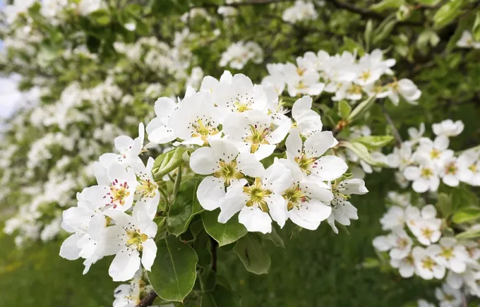 Gerahmter Druck : Blühender Pflaumenbaum (Pyrus communis) Gerahmter Druck : Blühender Pflaumenbaum (Pyrus communis)