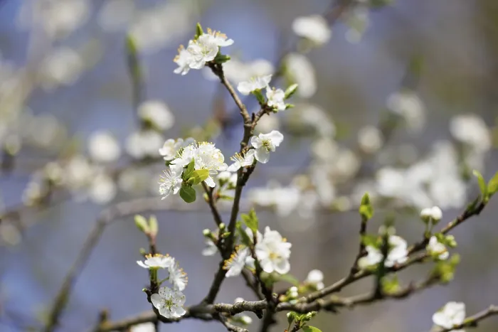 Gerahmter Druck : Blühendes, Pflaumenbaum, Deutschland. Gerahmter Druck : Blühendes, Pflaumenbaum, Deutschland.